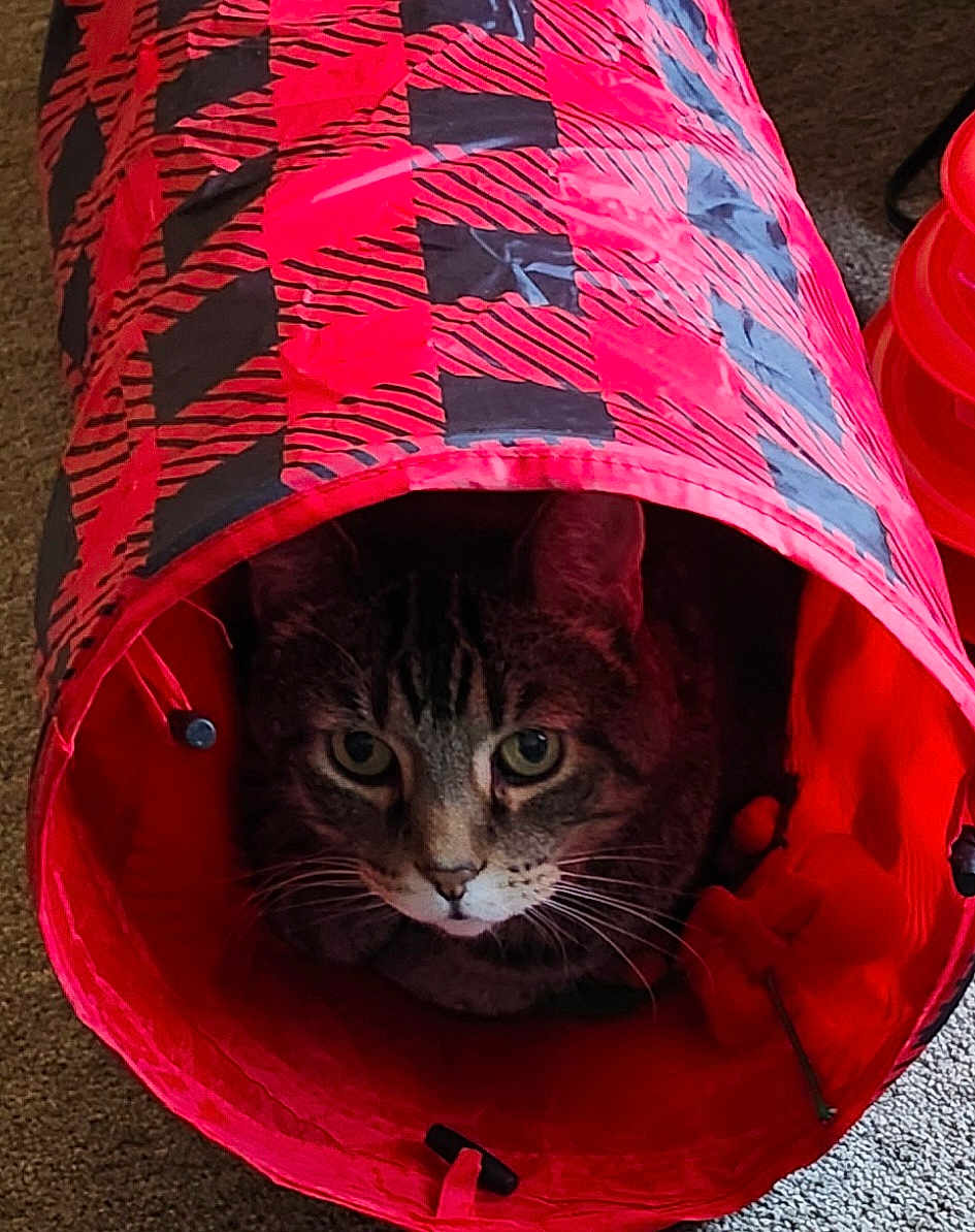 Cyrus joined the competition — help win amazing prizes! cat, tabby_cat, pet, animal, indoor, tunnel, red, black, pattern, curious, eyes, whiskers, feline, cozy, carpet, cute, playful, resting, domestic_cat, closeup