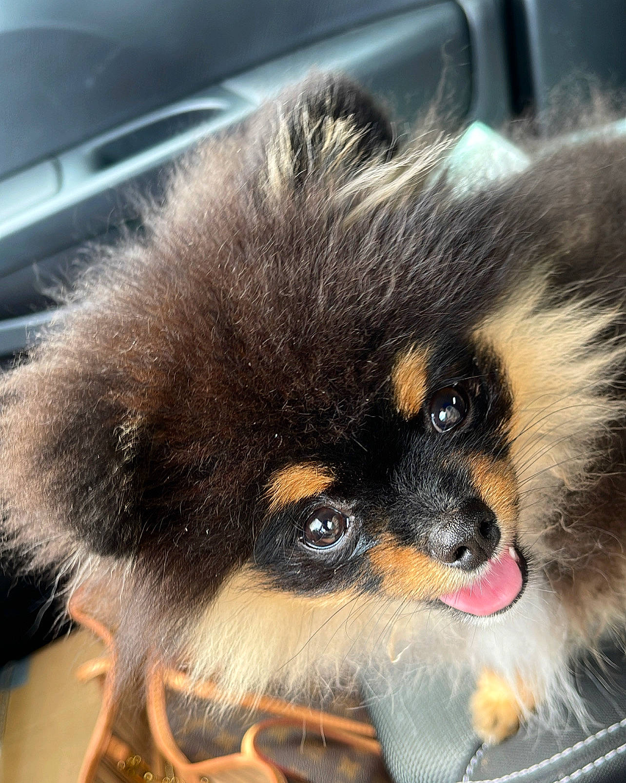 Shoo participe au concours pour gagner de l'argent avec cette photo : canidae, carnivore, companion_dog, dog, dog_breed, fur, german_spitz, herding_dog, non_sporting_group, paw, pet_supply, puppy, snout, spitz, sporting_group, terrestrial_animal, toy_dog, whiskers, windshield, working_dog