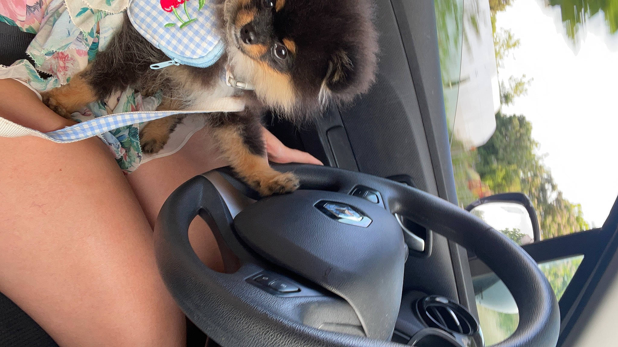 Shoo a rejoint le concours — aidez-le/la à gagner de superbes lots ! auto_part, automotive_design, automotive_exterior, automotive_mirror, car, car_seat, carnivore, collar, companion_dog, dog, dog_breed, family_car, motor_vehicle, personal_luxury_car, plant, steering_wheel, tree, vehicle, vehicle_door, windshield