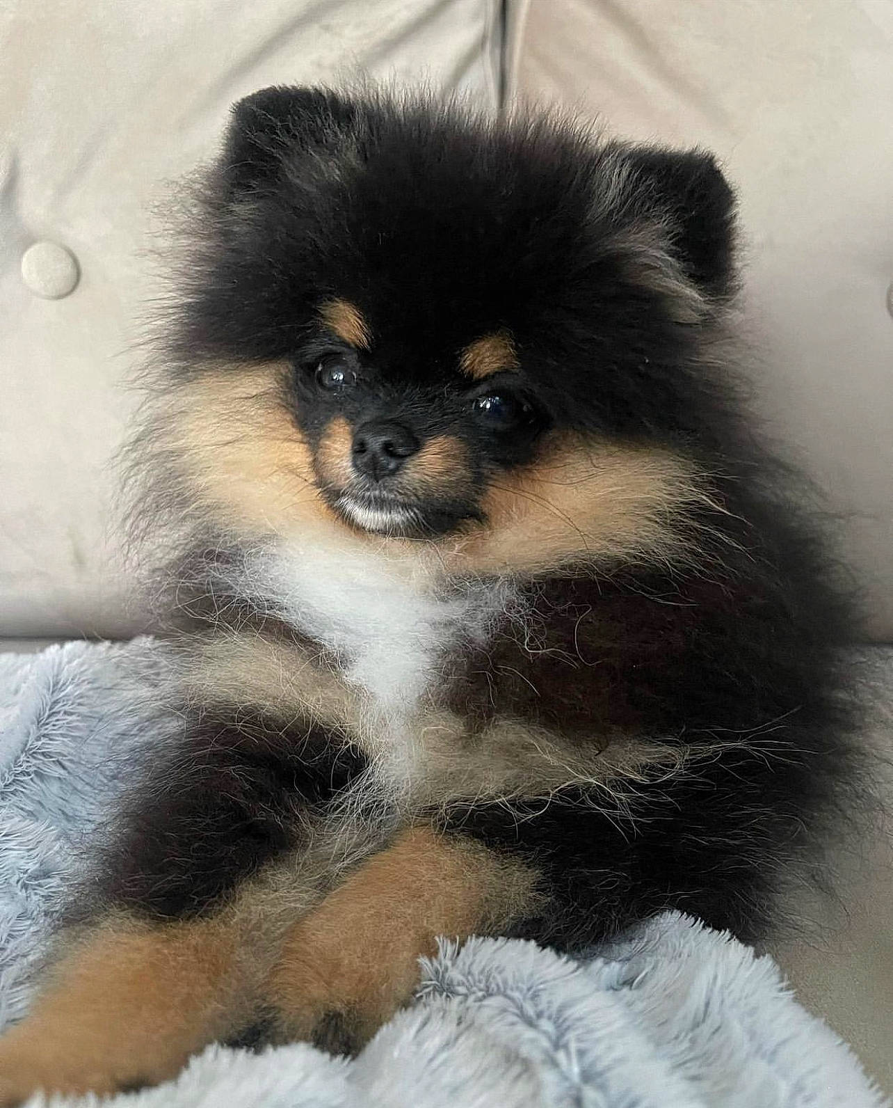 Shoo participe au concours pour gagner de l'argent avec cette photo : ancient_dog_breeds, canidae, carnivore, companion_dog, dog, dog_breed, fawn, fur, german_spitz, german_spitz_klein, german_spitz_mittel, iris, non_sporting_group, snout, sporting_group, terrestrial_animal, toy_dog, whiskers, working_animal, working_dog