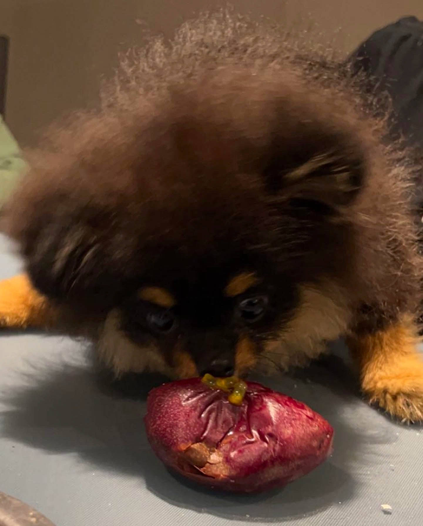 Shoo a rejoint le concours — aidez-le/la à gagner de superbes lots ! ancient_dog_breeds, canidae, carnivore, companion_dog, dog_breed, fawn, felidae, fur, german_spitz, keeshond, liver, mammal, non_sporting_group, snout, spitz, terrestrial_animal, toy_dog, whiskers