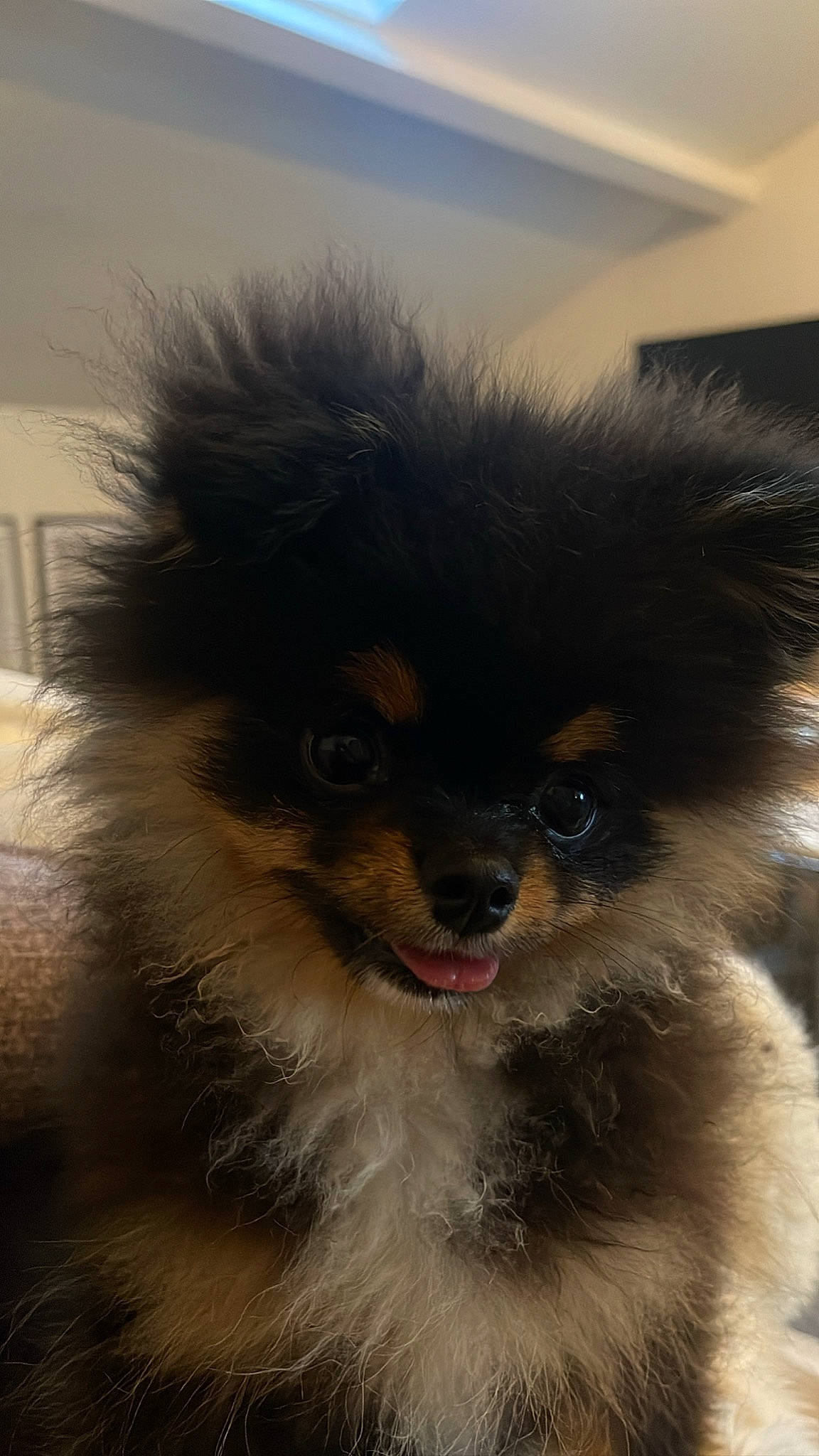 Shoo a rejoint le concours — aidez-le/la à gagner de superbes lots ! ancient_dog_breeds, canidae, carnivore, companion_dog, dog, dog_breed, dog_supply, fawn, fur, german_spitz, german_spitz_klein, iris, non_sporting_group, snout, spitz, sporting_group, toy_dog, whiskers, working_animal, working_dog