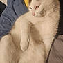 Mocha is registered to the contest to win money with this photo: cat, white_cat, tabby, pet, animal, feline, indoor, bed, blanket, pillow, relaxed, resting, fur, whiskers, cute, domestic_cat, sleepy, cozy, laying_down, ears