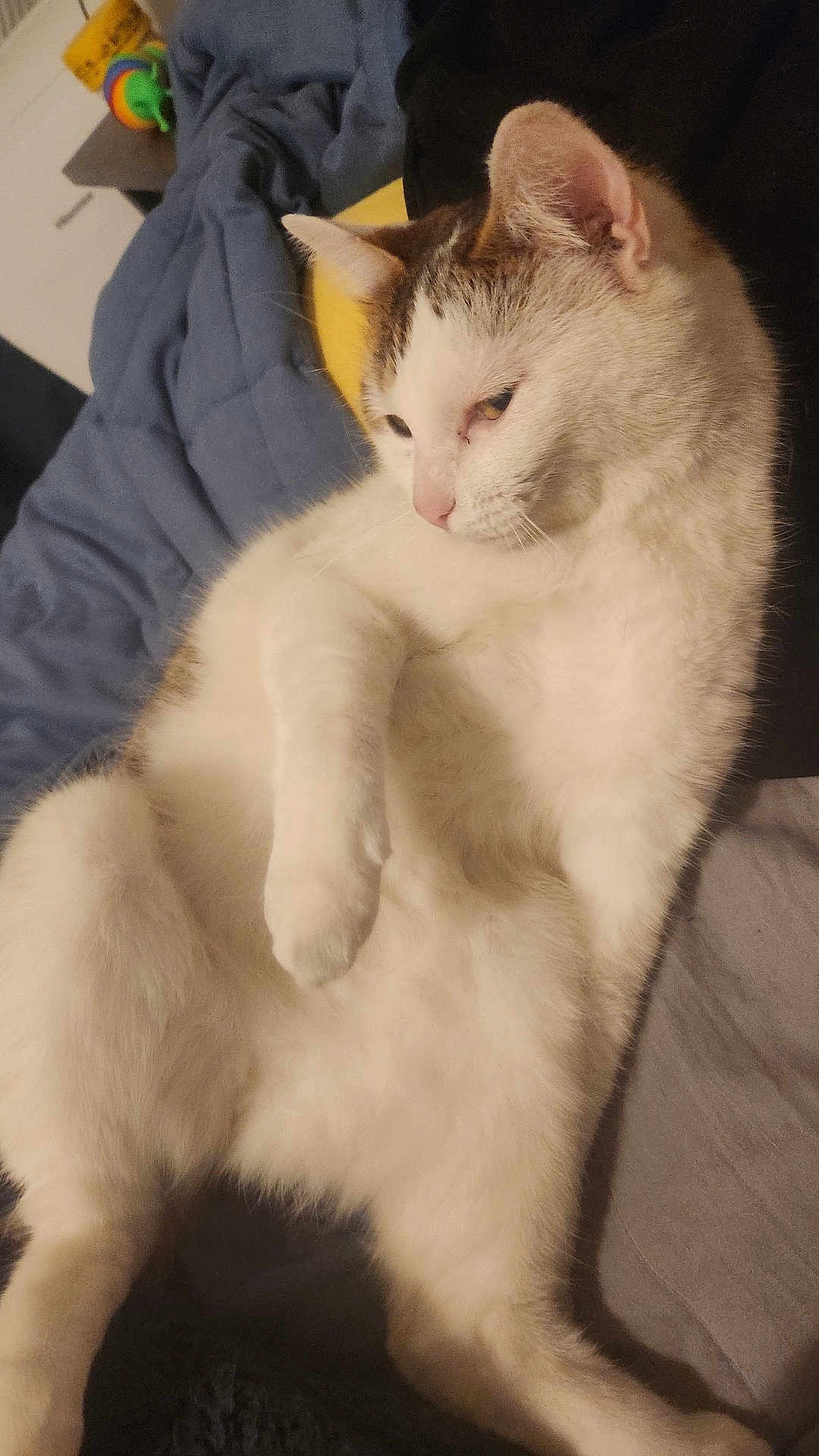 Mocha is registered to the contest to win money with this photo: cat, white_cat, tabby, pet, animal, feline, indoor, bed, blanket, pillow, relaxed, resting, fur, whiskers, cute, domestic_cat, sleepy, cozy, laying_down, ears