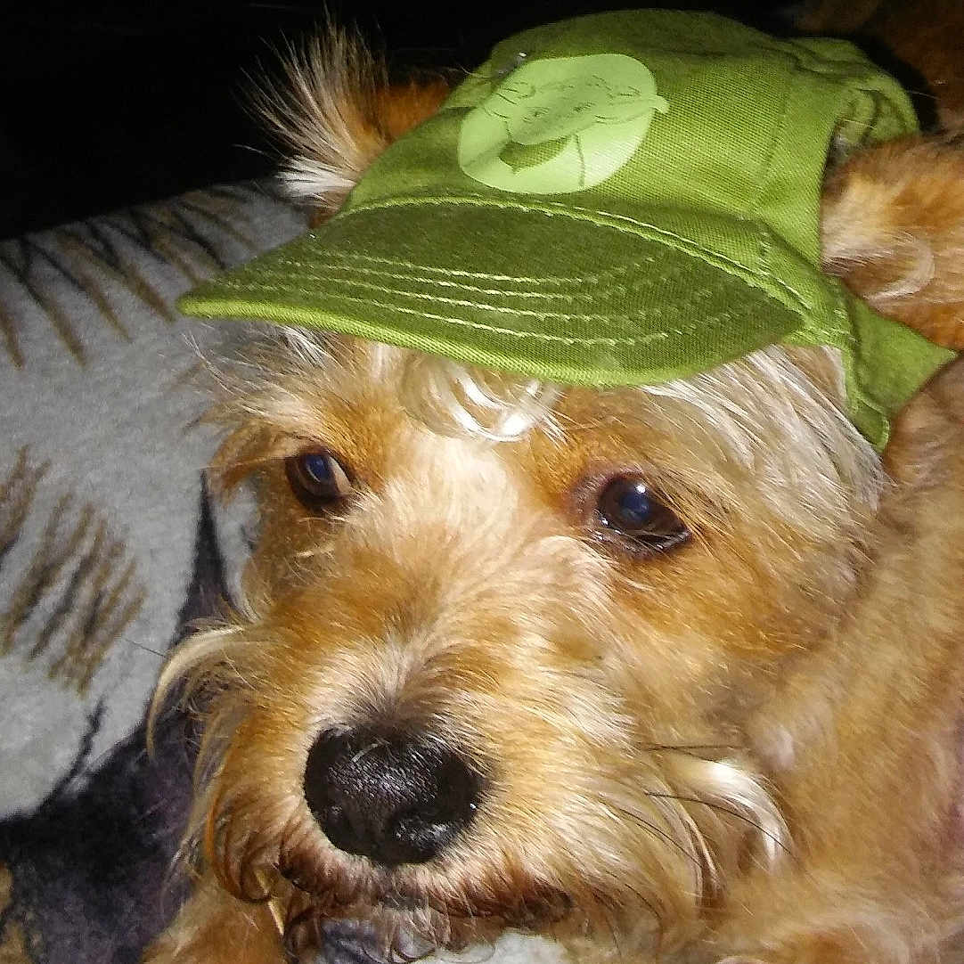 Simba is registered to the contest to win money with this photo: animal, blanket, brown_fur, cap, close_up, cute, dog, domestic_animal, ears, face, fur, green_cap, indoor, looking_away, nose, paw, pet, portrait, relaxed, whiskers