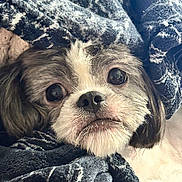 Teddy is registered to the contest to win money with this photo: dog, puppy, pet, canine, portrait, close_up, face, eyes, nose, fur, brown_and_white, floppy_ears, blanket, cozy, indoors, cuddly, looking_at_camera, resting, soft_texture, adorable