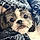 Teddy