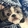 dog, puppy, pet, canine, portrait, close_up, face, eyes, nose, fur, brown_and_white, floppy_ears, blanket, cozy, indoors, cuddly, looking_at_camera, resting, soft_texture, adorable