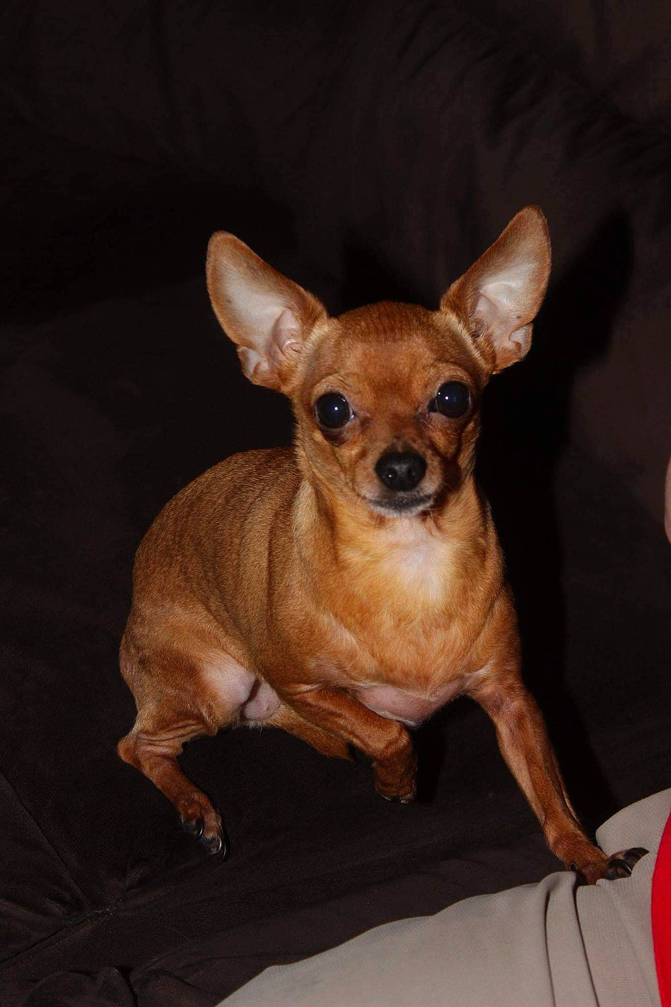 Juliette joined the competition — help win amazing prizes! canidae, carnivore, chihuahua, companion_dog, corgi_chihuahua, dog, dog_breed, dog_supply, ear, event, fawn, fur, puppy, russkiy_toy, sporting_group, terrestrial_animal, toy_dog, whiskers, wood, working_animal