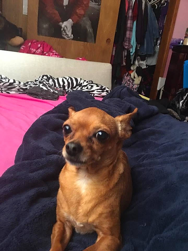 Juliette joined the competition — help win amazing prizes! canidae, carnivore, chair, comfort, companion_dog, dog, dog_breed, event, fawn, flooring, fur, guard_dog, linens, paw, puppy, room, snout, sporting_group, toy_dog, whiskers