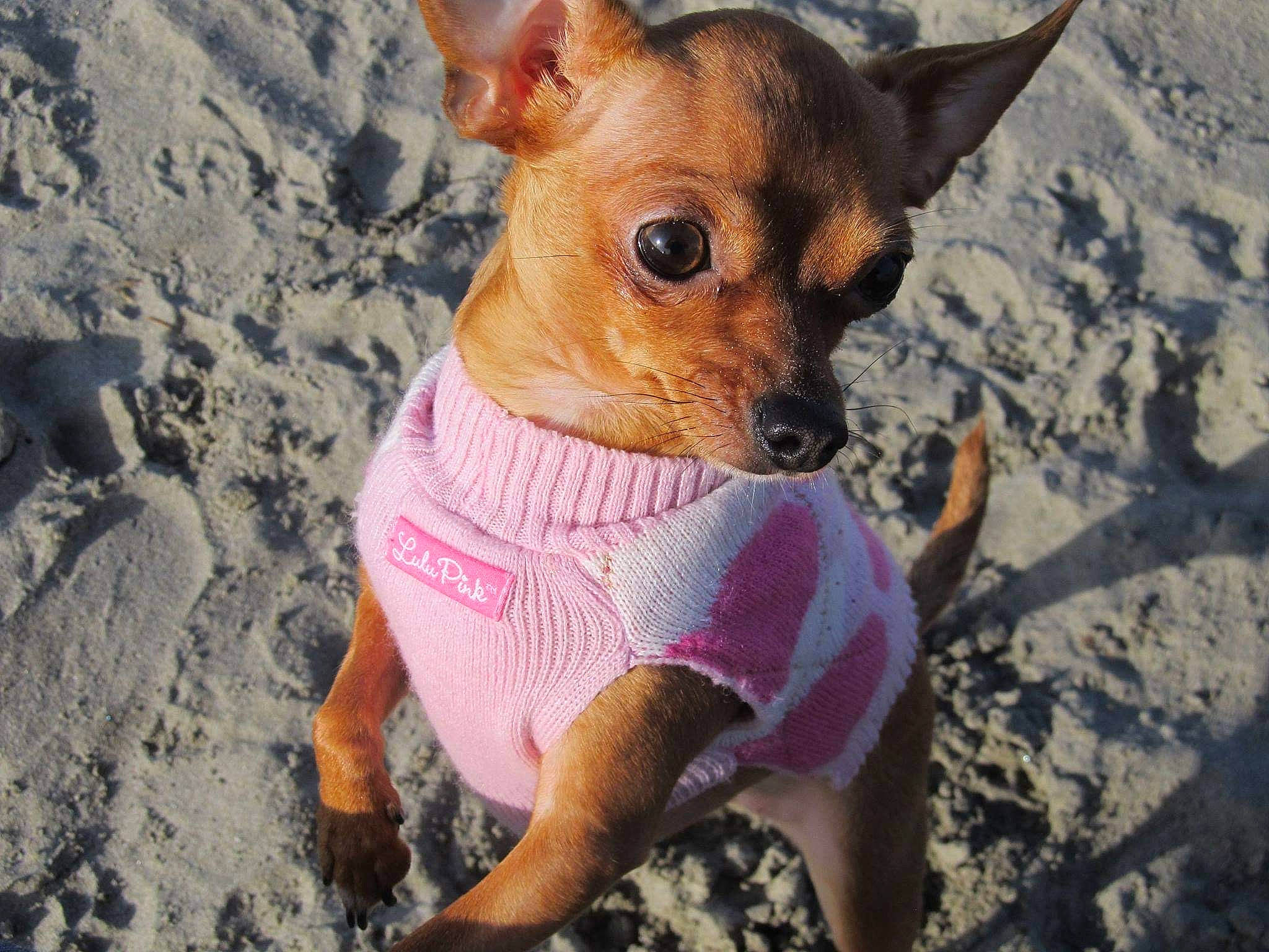 Juliette joined the competition — help win amazing prizes! beach, canidae, carnivore, chihuahua, collar, companion_dog, corgi_chihuahua, dog, dog_breed, dog_clothes, dog_supply, fawn, fur, snout, soil, sporting_group, terrestrial_animal, toy_dog, whiskers, working_animal