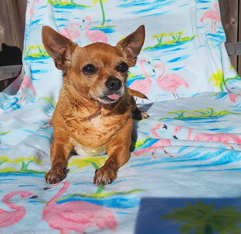 Juliette is registered to the contest to win money with this photo: art, canidae, carnivore, chihuahua, companion_dog, dog, dog_breed, dog_clothes, dog_supply, drawing, fawn, fur, linens, painting, pink, snout, sporting_group, toy_dog, whiskers, working_animal