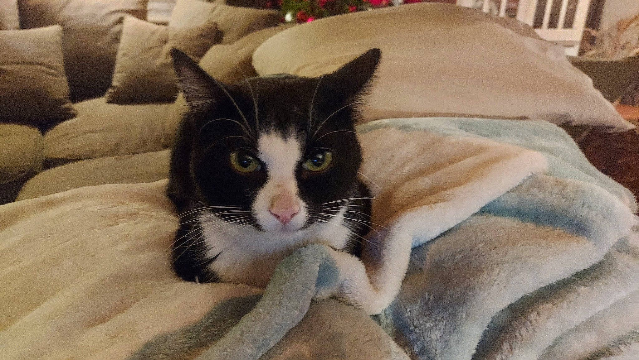 Khephren participe au concours pour gagner de l'argent avec cette photo : box, carnivore, cat, cat_supply, claw, comfort, domestic_short_haired_cat, felidae, foot, fur, grey, linens, nap, paw, room, small_to_medium_sized_cats, snout, tail, whiskers, window