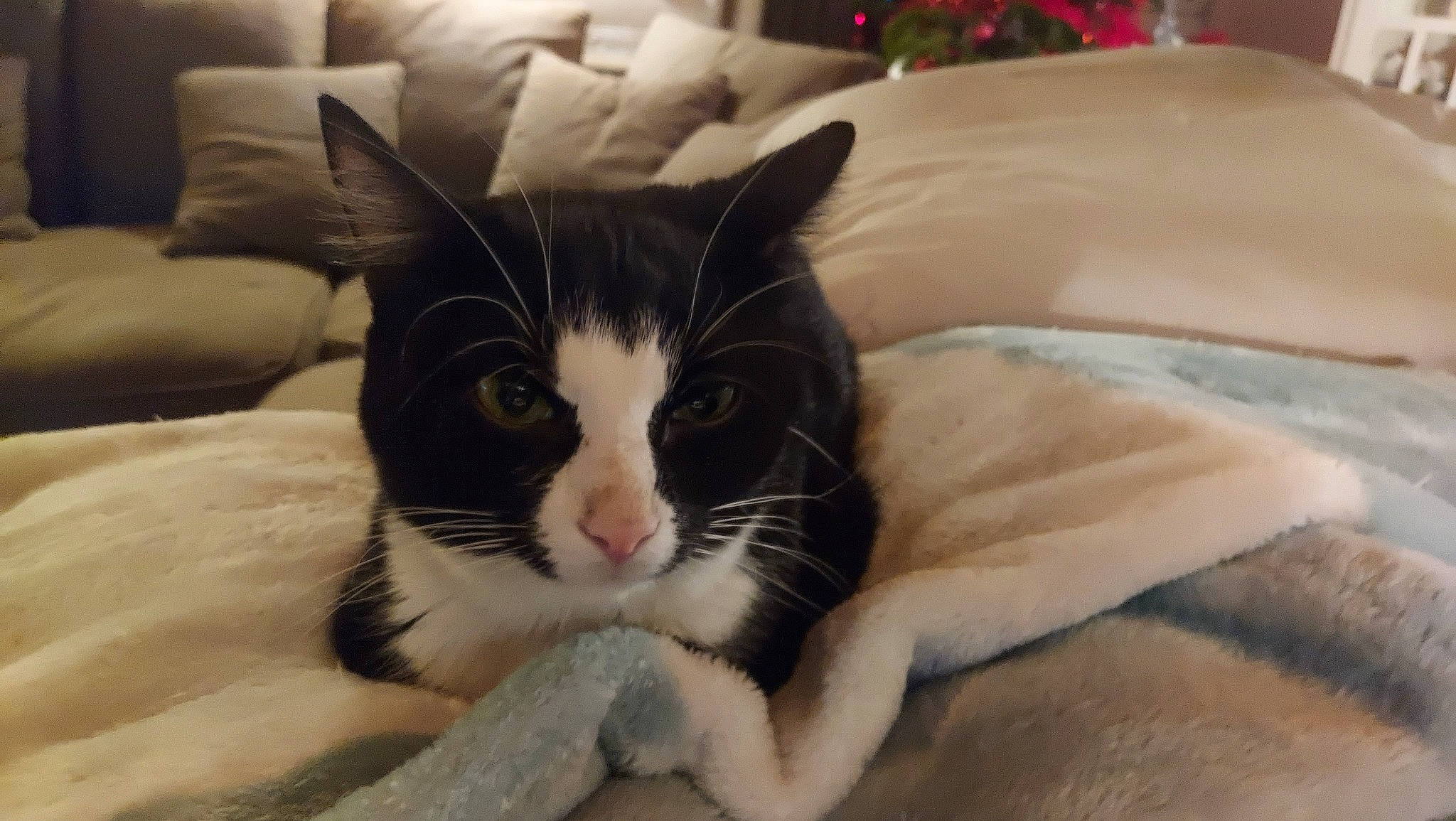 Khephren a rejoint le concours — aidez-le/la à gagner de superbes lots ! carnivore, cat, claw, comfort, domestic_short_haired_cat, felidae, foot, fur, linens, nap, paw, small_to_medium_sized_cats, tail, whiskers