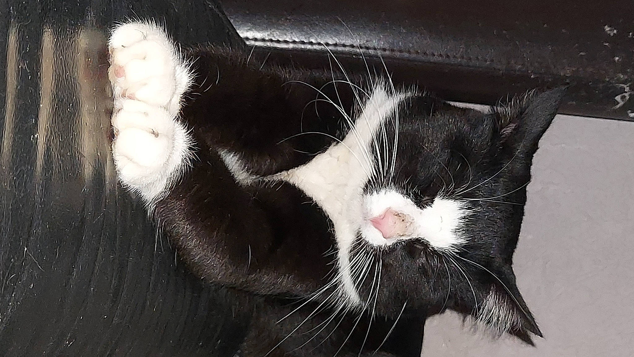 Khephren participe au concours pour gagner de l'argent avec cette photo : black_cat, carmine, carnivore, cat, claw, darkness, domestic_short_haired_cat, felidae, foot, fur, monochrome, monochrome_photography, paw, small_to_medium_sized_cats, snout, tail, terrestrial_animal, whiskers, window