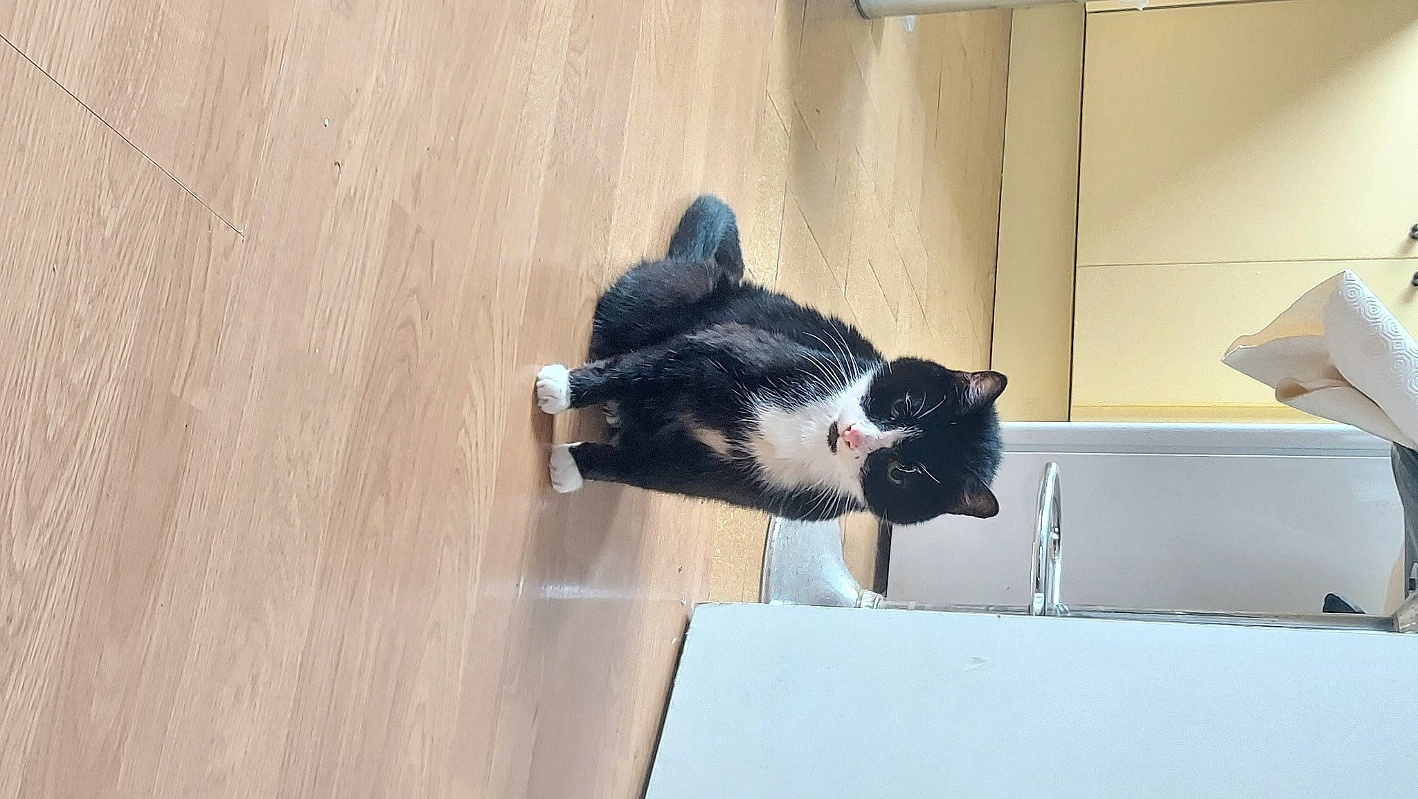 Frimousse a rejoint le concours — aidez-le/la à gagner de superbes lots ! canidae, carnivore, cat, domestic_short_haired_cat, felidae, flooring, fur, hardwood, household_supply, room, small_to_medium_sized_cats, snout, sporting_group, tail, varnish, whiskers, window, wood, wood_flooring, wood_stain