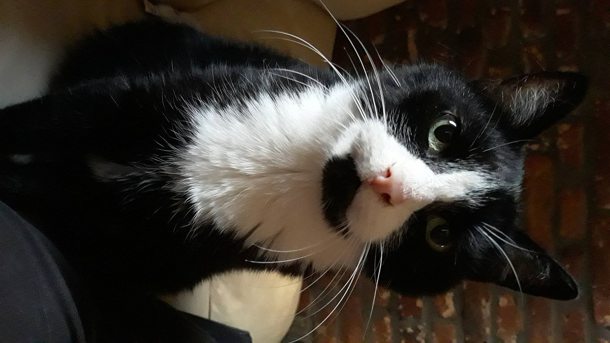 Frimousse participe au concours pour gagner de l'argent avec cette photo : carnivore, cat, claw, comfort, domestic_short_haired_cat, felidae, fur, paw, small_to_medium_sized_cats, snout, tail, whiskers