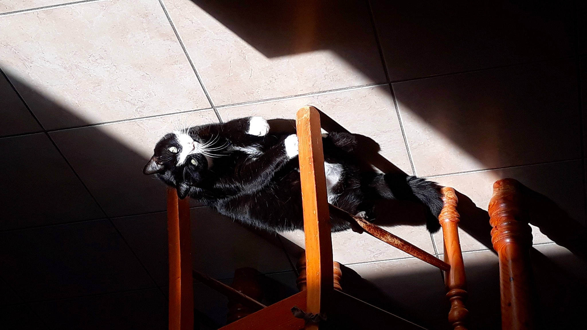 Frimousse a rejoint le concours — aidez-le/la à gagner de superbes lots ! black_cat, canidae, carnivore, cat, dog_breed, domestic_short_haired_cat, door, felidae, flooring, fur, hardwood, metal, shadow, small_to_medium_sized_cats, snout, sporting_group, tail, tints_and_shades, whiskers, wood