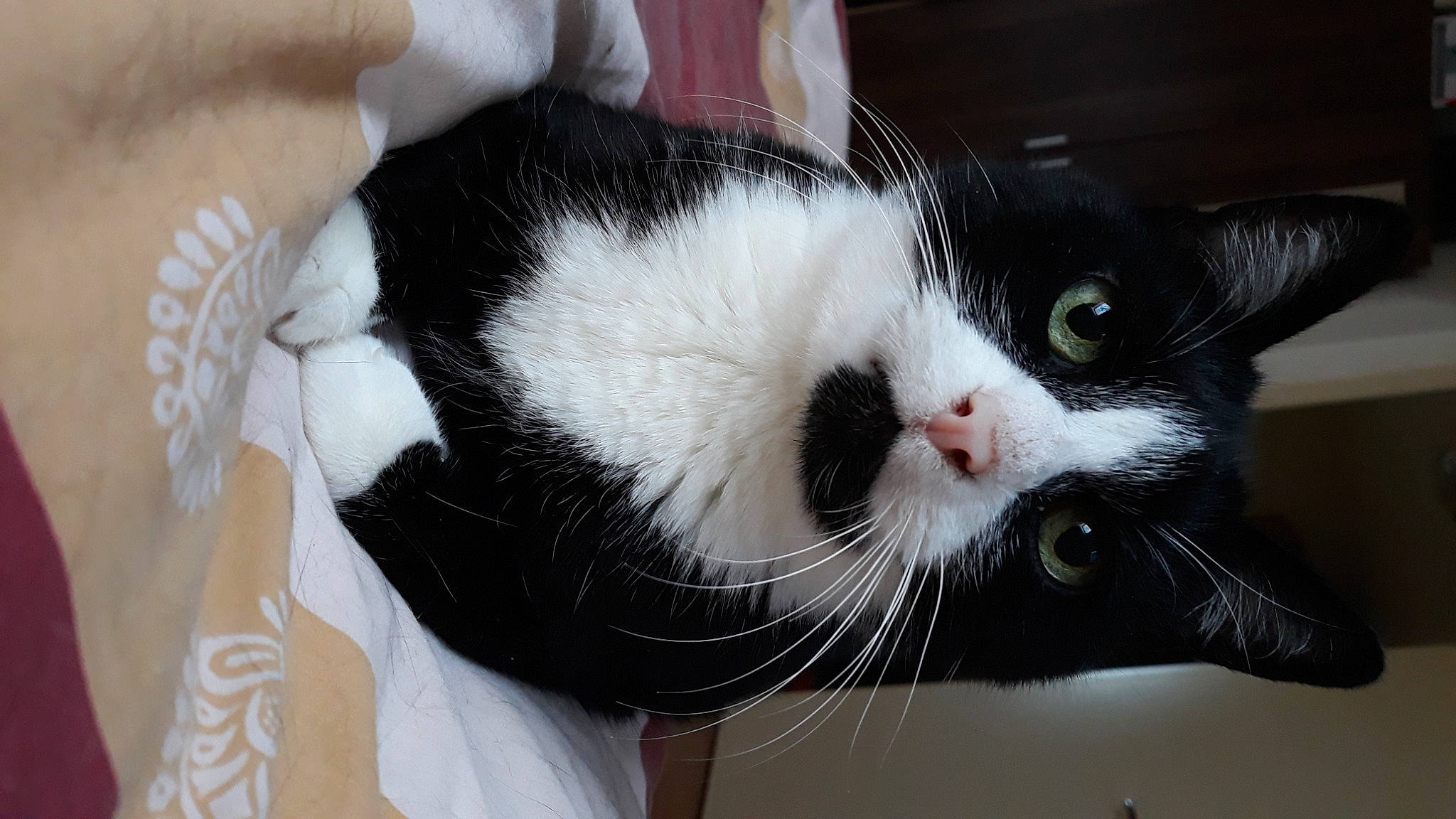 Frimousse participe au concours pour gagner de l'argent avec cette photo : carnivore, cat, claw, comfort, domestic_short_haired_cat, eye, felidae, foot, fur, paw, small_to_medium_sized_cats, snout, tail, whiskers