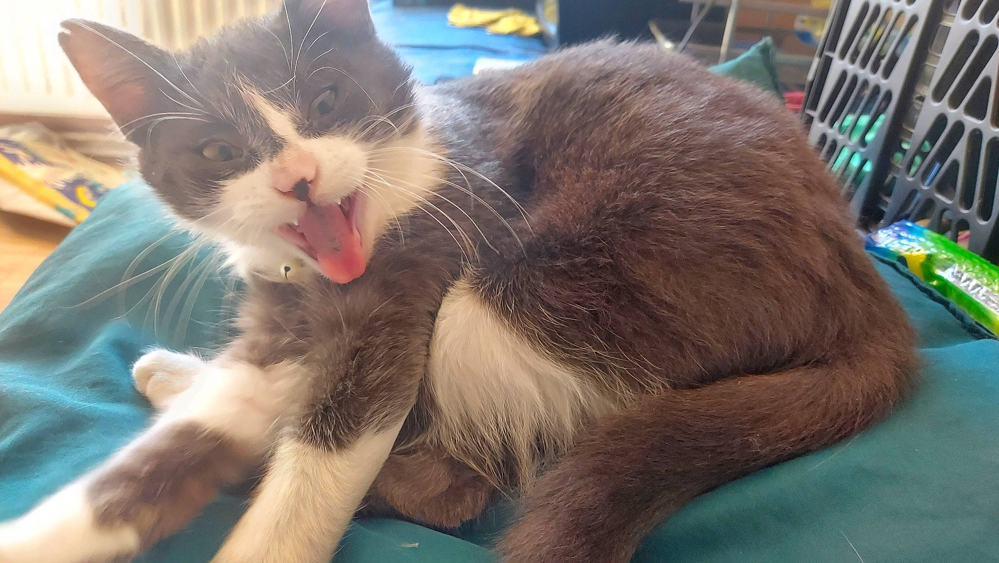 Kheops a rejoint le concours — aidez-le/la à gagner de superbes lots ! carnivore, cat, cat_supply, chair, claw, domestic_short_haired_cat, felidae, foot, fur, paw, small_to_medium_sized_cats, snout, tail, terrestrial_animal, whiskers