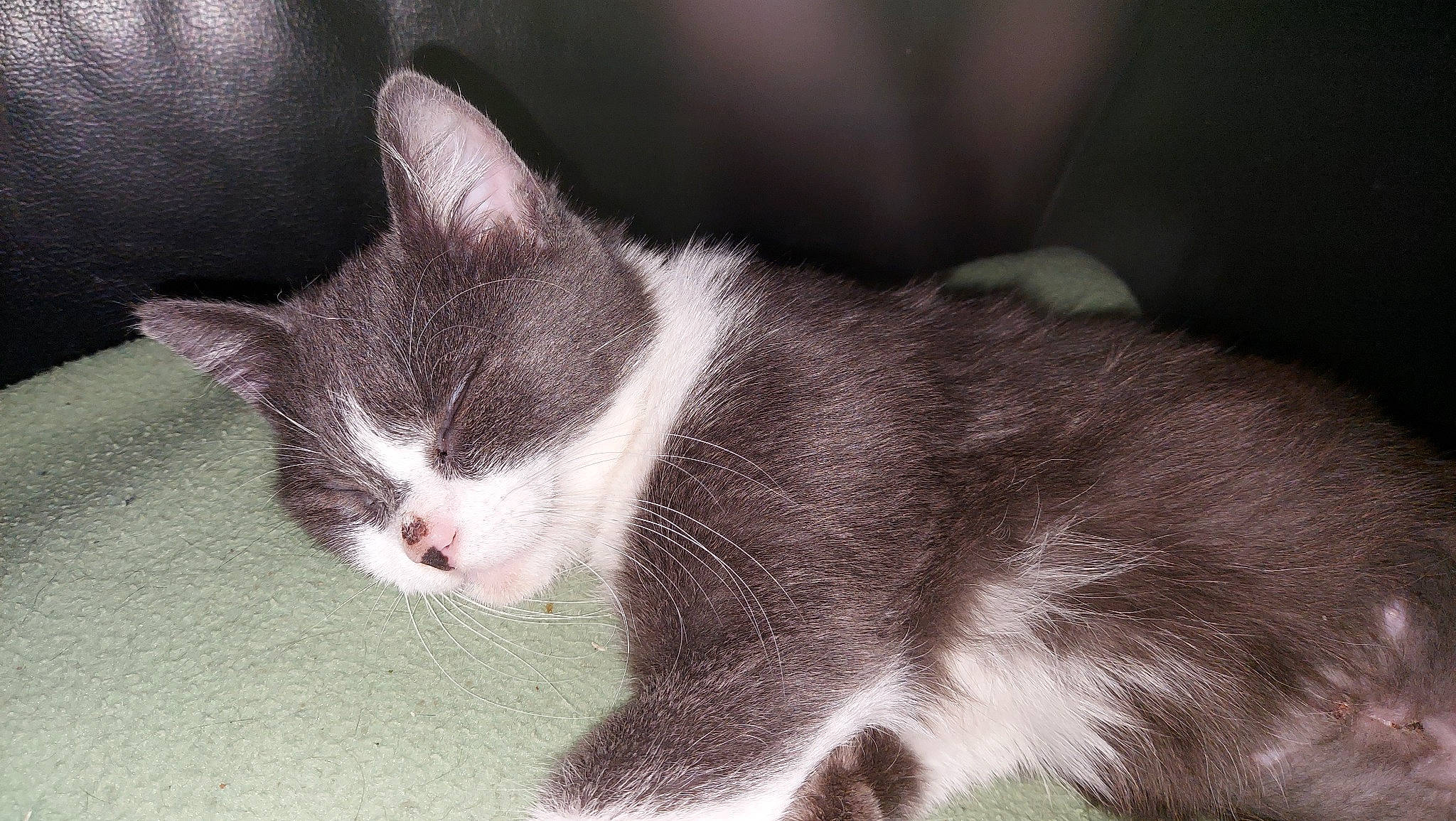 Kheops a rejoint le concours — aidez-le/la à gagner de superbes lots ! art, carnivore, cat, claw, domestic_short_haired_cat, felidae, fur, grey, monochrome_photography, paw, small_to_medium_sized_cats, snout, tail, whiskers