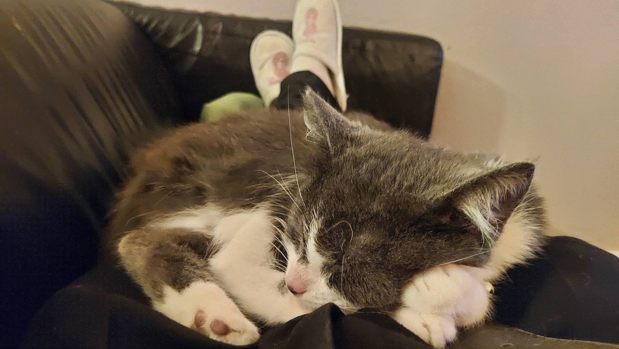 Kheops participe au concours pour gagner de l'argent avec cette photo : carnivore, cat, cat_supply, claw, comfort, couch, domestic_short_haired_cat, felidae, fur, grey, linens, nap, paw, room, sleep, small_to_medium_sized_cats, snout, tail, whiskers, window