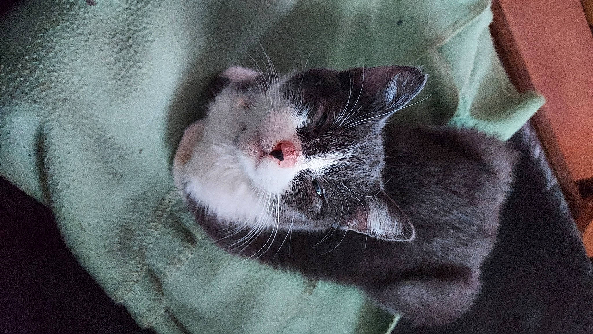 Kheops a rejoint le concours — aidez-le/la à gagner de superbes lots ! black_cat, carnivore, cat, cat_supply, claw, comfort, domestic_short_haired_cat, eye, fang, felidae, foot, fur, grey, paw, small_to_medium_sized_cats, snout, tail, terrestrial_animal, whiskers, window