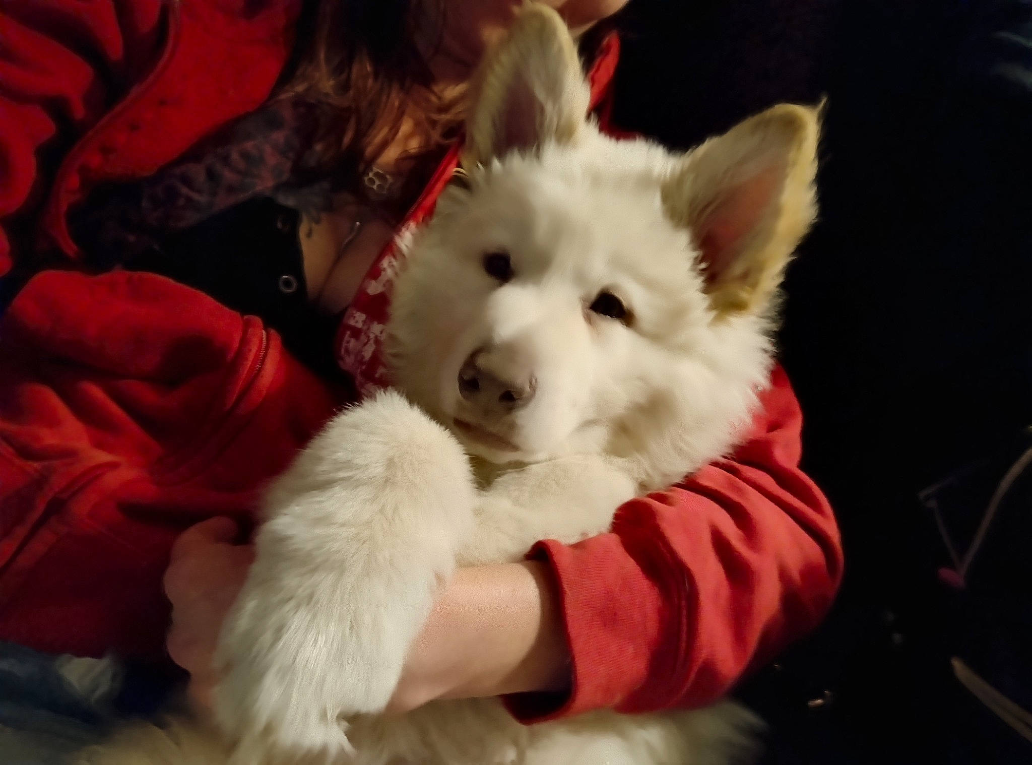 Artex is registered to the contest to win money with this photo: canidae, carnivore, comfort, companion_dog, dog, dog_breed, dog_supply, ear, fur, non_sporting_group, snout, spitz, sporting_group, toy_dog, whiskers, working_animal