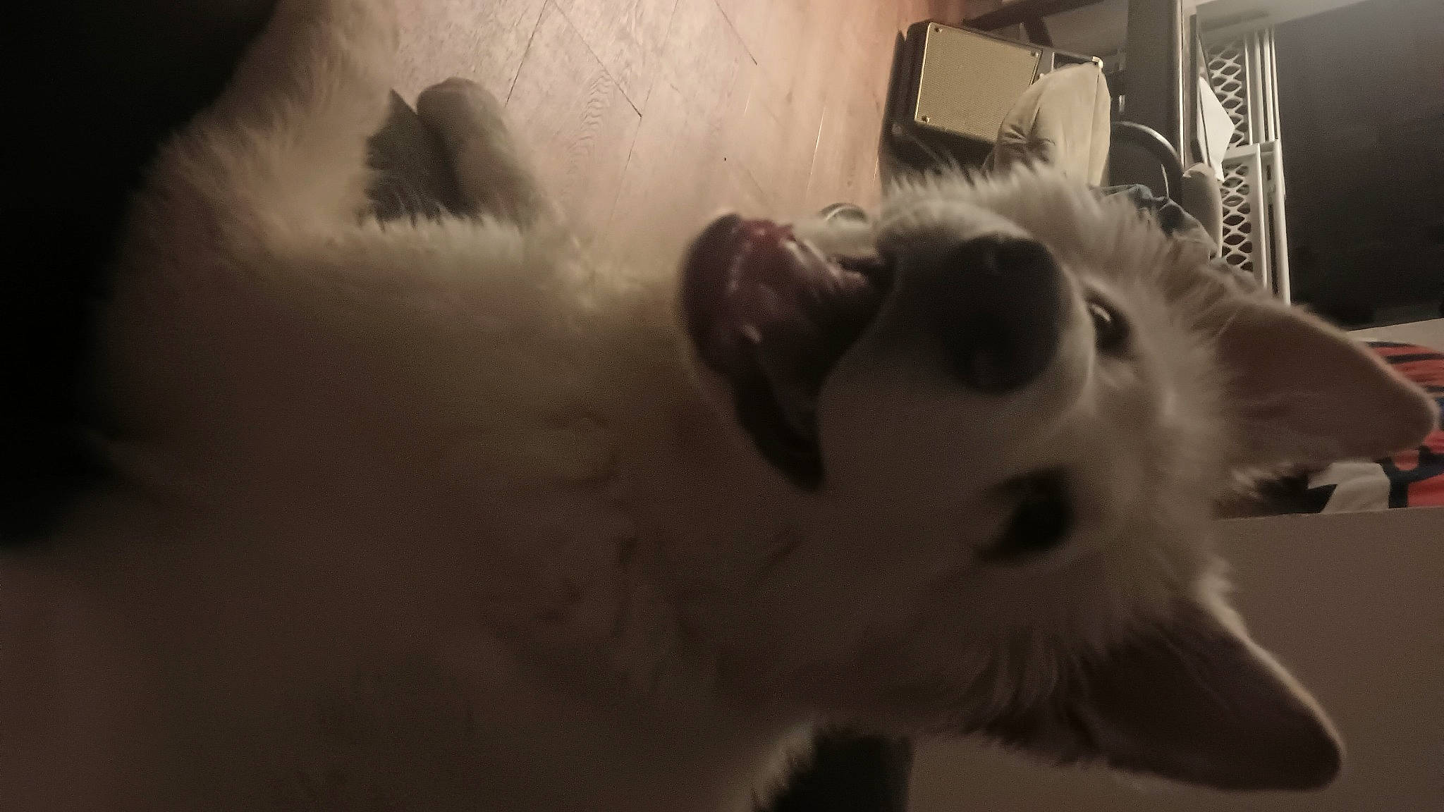 Artex joined the competition — help win amazing prizes! carnivore, companion_dog, dog, dog_breed, fur, snout, sporting_group, terrestrial_animal, whiskers, working_animal