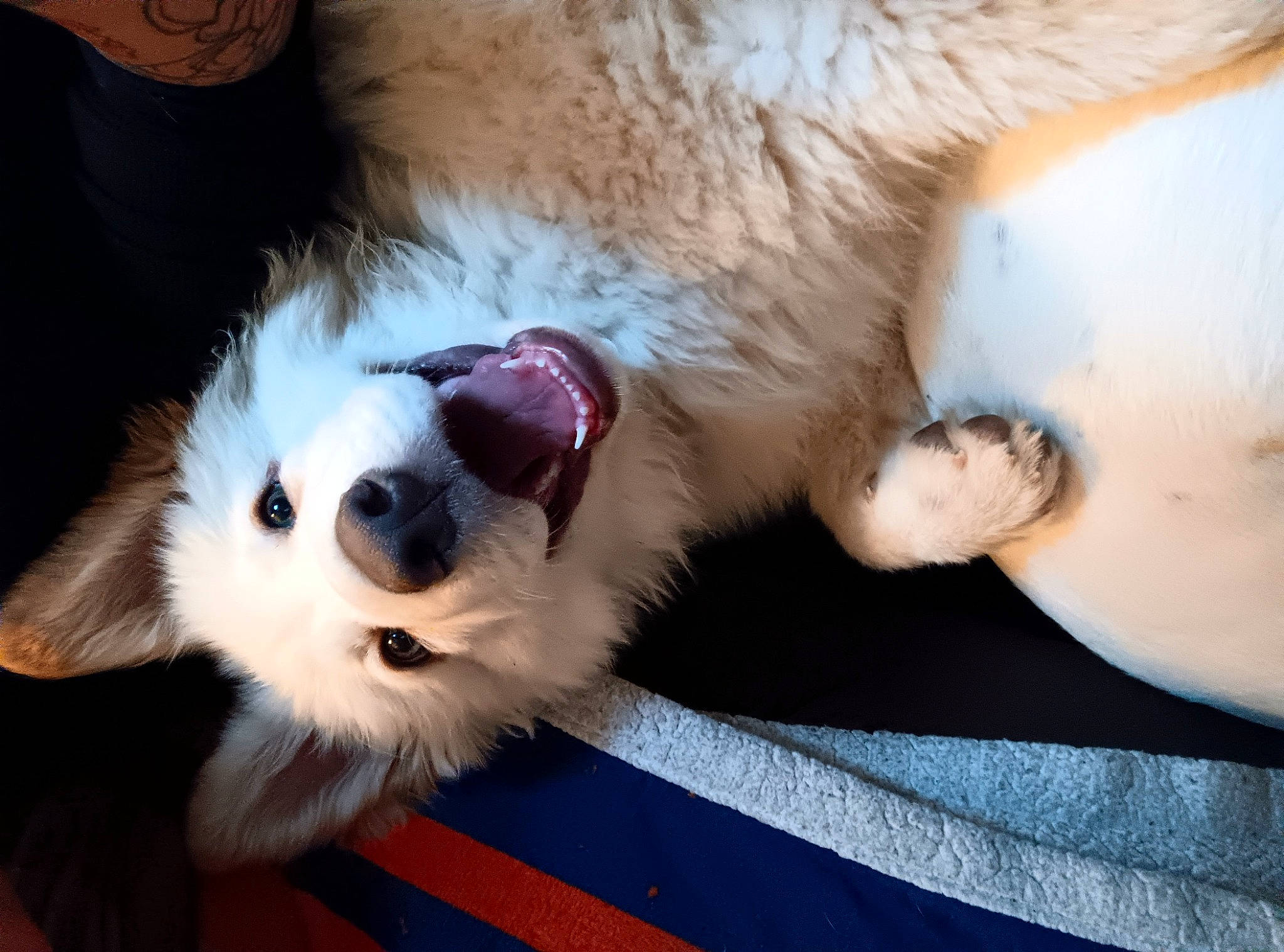 Artex joined the competition — help win amazing prizes! canidae, carnivore, comfort, companion_dog, dog, dog_breed, fawn, felidae, foot, fur, paw, sporting_group, toy_dog, whiskers, working_animal