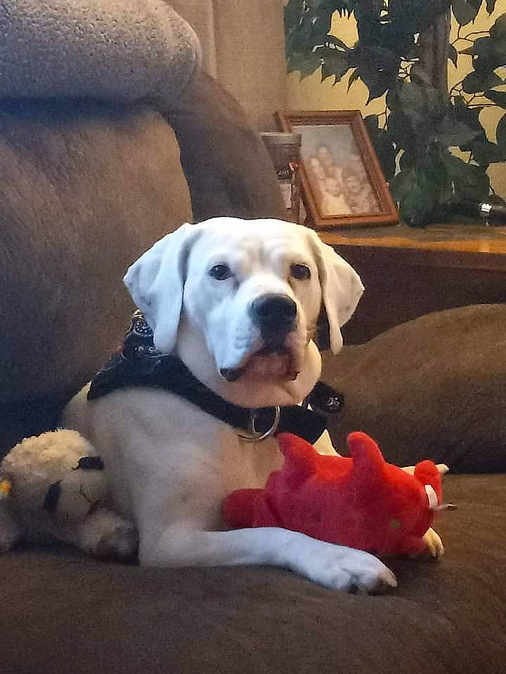 Kyra Dog joined the competition — help win amazing prizes! carnivore, cloud, collar, comfort, companion_dog, dog, dog_breed, dog_collar, dog_supply, fawn, flooring, houseplant, pet_supply, picture_frame, plant, sitting, snout, sporting_group, tail, working_animal