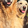 dogs, golden_retriever, pet, animal, canine, two_dogs, smiling, happy, open_mouth, tongue, fur, fluffy, long_hair, golden_coat, portrait, outdoor, garden, trees, standing, companion
