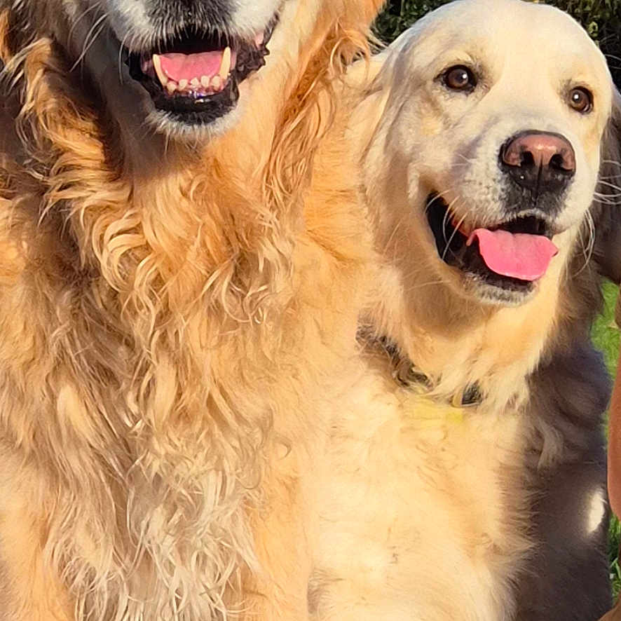 Spick a rejoint le concours — aidez-le/la à gagner de superbes lots ! dogs, golden_retriever, pet, animal, canine, two_dogs, smiling, happy, open_mouth, tongue, fur, fluffy, long_hair, golden_coat, portrait, outdoor, garden, trees, standing, companion