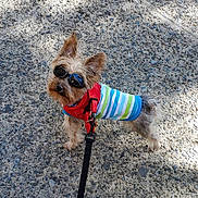 Lele joined the competition — help win amazing prizes! dog, small_dog, sunglasses, pet_clothing, leash, outdoor, gravel, sunlight, fashion, cute, walking, canine, animal, red_harness, striped_shirt, summer, playful, companion, adorable, portrait