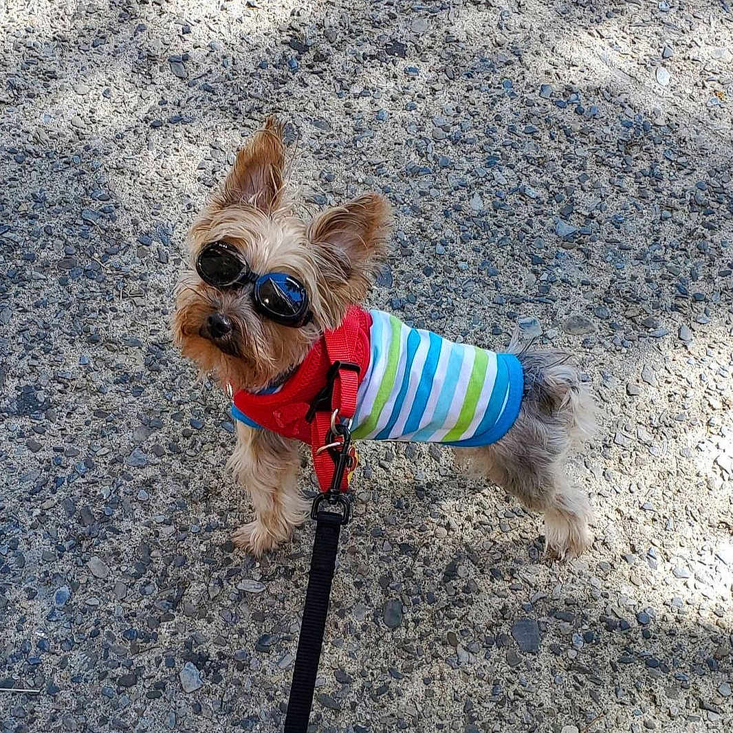 Lele joined the competition — help win amazing prizes! dog, small_dog, sunglasses, pet_clothing, leash, outdoor, gravel, sunlight, fashion, cute, walking, canine, animal, red_harness, striped_shirt, summer, playful, companion, adorable, portrait
