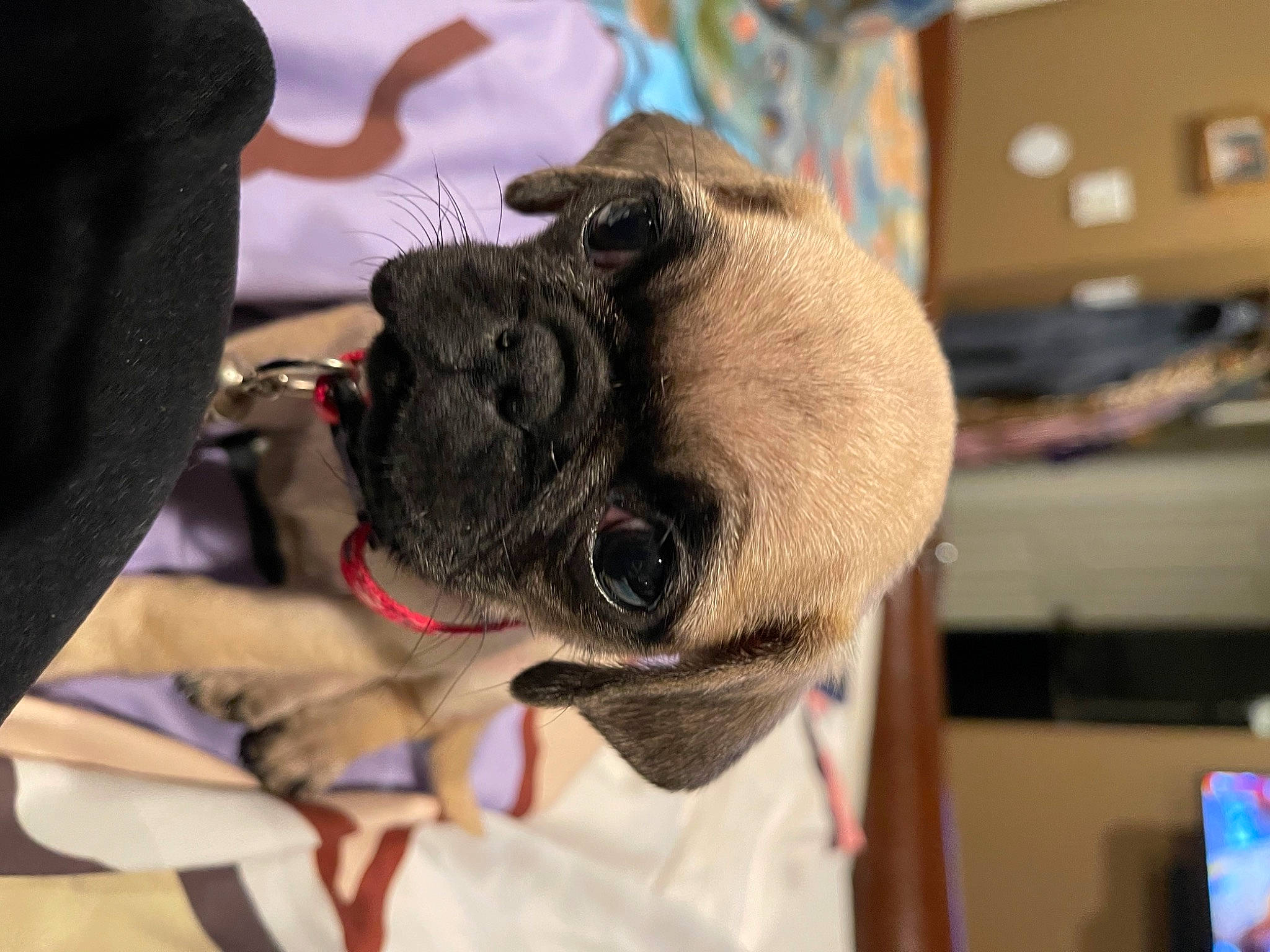 Belle is registered to the contest to win money with this photo: canidae, carnivore, collar, companion_dog, dog, dog_breed, dog_collar, ear, eyewear, fawn, fur, leash, pet_supply, pug, snout, sporting_group, toy_dog, whiskers, working_animal, wrinkle
