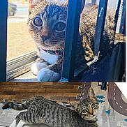 Bella joined the competition — help win amazing prizes! cat, closeup, collar, curious, domestic_animal, ears, eyes, feline, floor, indoor, mat, paw, pet, playful, relaxed, resting, striped_fur, tabby_cat, whiskers, window