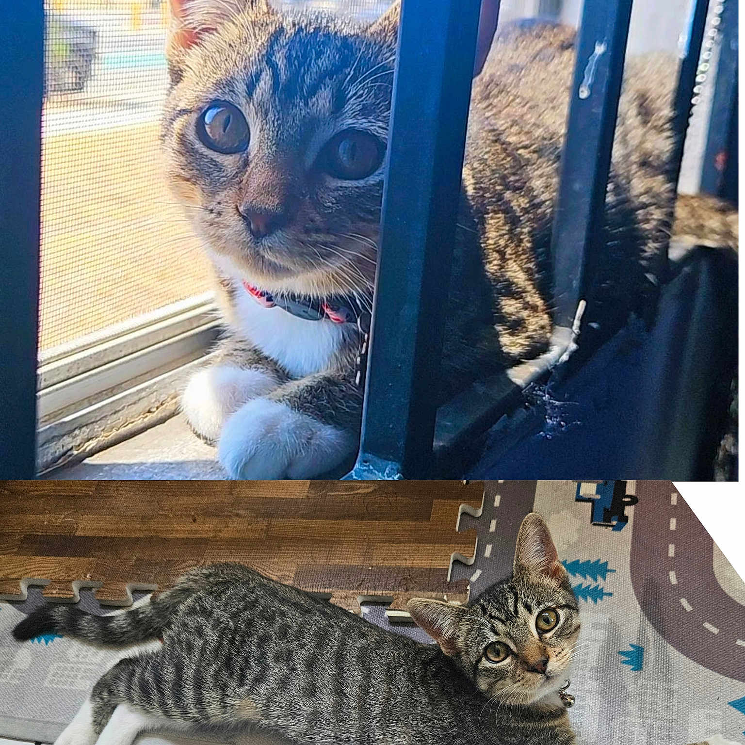 Bella joined the competition — help win amazing prizes! cat, closeup, collar, curious, domestic_animal, ears, eyes, feline, floor, indoor, mat, paw, pet, playful, relaxed, resting, striped_fur, tabby_cat, whiskers, window
