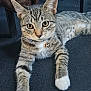 Bella is registered to the contest to win money with this photo: animal, bell, carpet, cat, collar, ears, eyes, feline, floor, fur, indoor, mat, paw, pet, relaxed, resting, striped, tabby, whiskers, white_paws