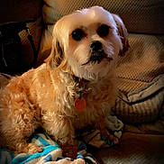 Pixie joined the competition — help win amazing prizes! dog, pet, small_dog, couch, blanket, living_room, collar, id_tag, curly_fur, brown_fur, face, eyes, portrait, sitting, indoor, cushion, fabric_texture, bag, cozy, low_light