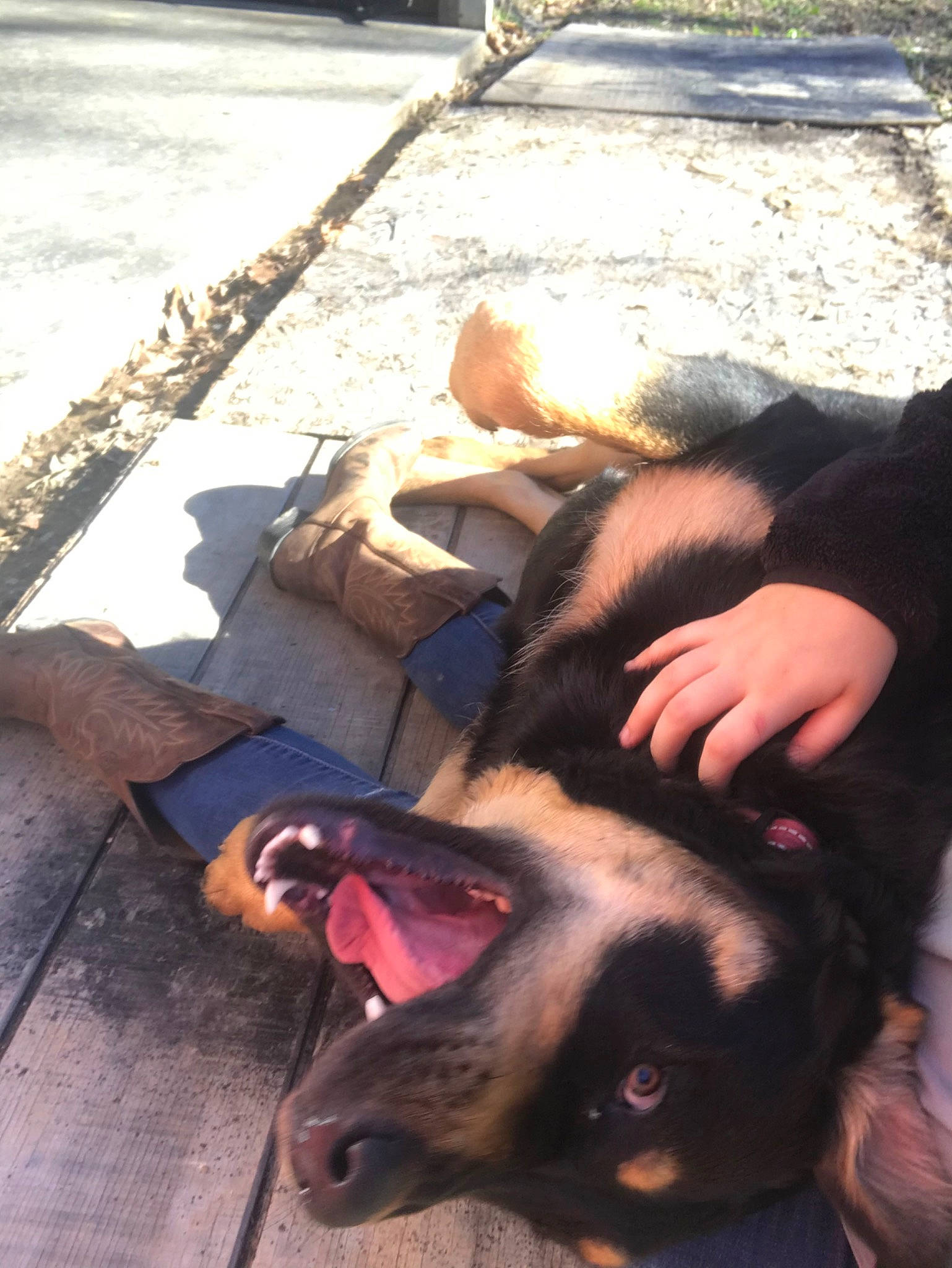 Sansa joined the competition — help win amazing prizes! canidae, carnivore, dog, dog_breed, fawn, german_shepherd_dog, snout, sporting_group, street_dog