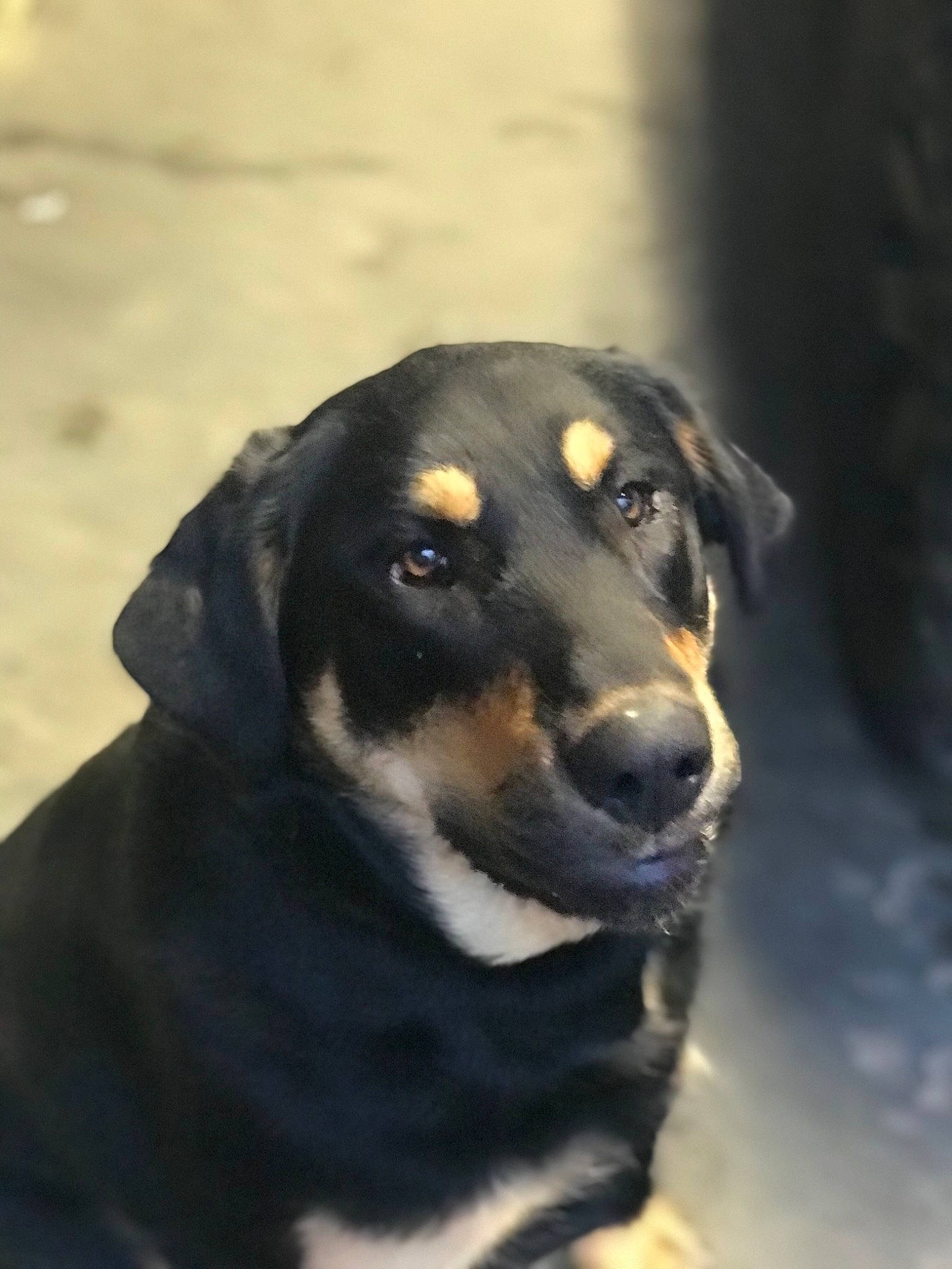 Sansa joined the competition — help win amazing prizes! austrian_black_and_tan_hound, black, canidae, carnivore, dog, dog_breed, guard_dog, huntaway, hunting_dog, mammal, nose, rare_breed_dog, smaland_hound, snout, sporting_group, street_dog, transylvanian_hound, vertebrate, whiskers, working_dog