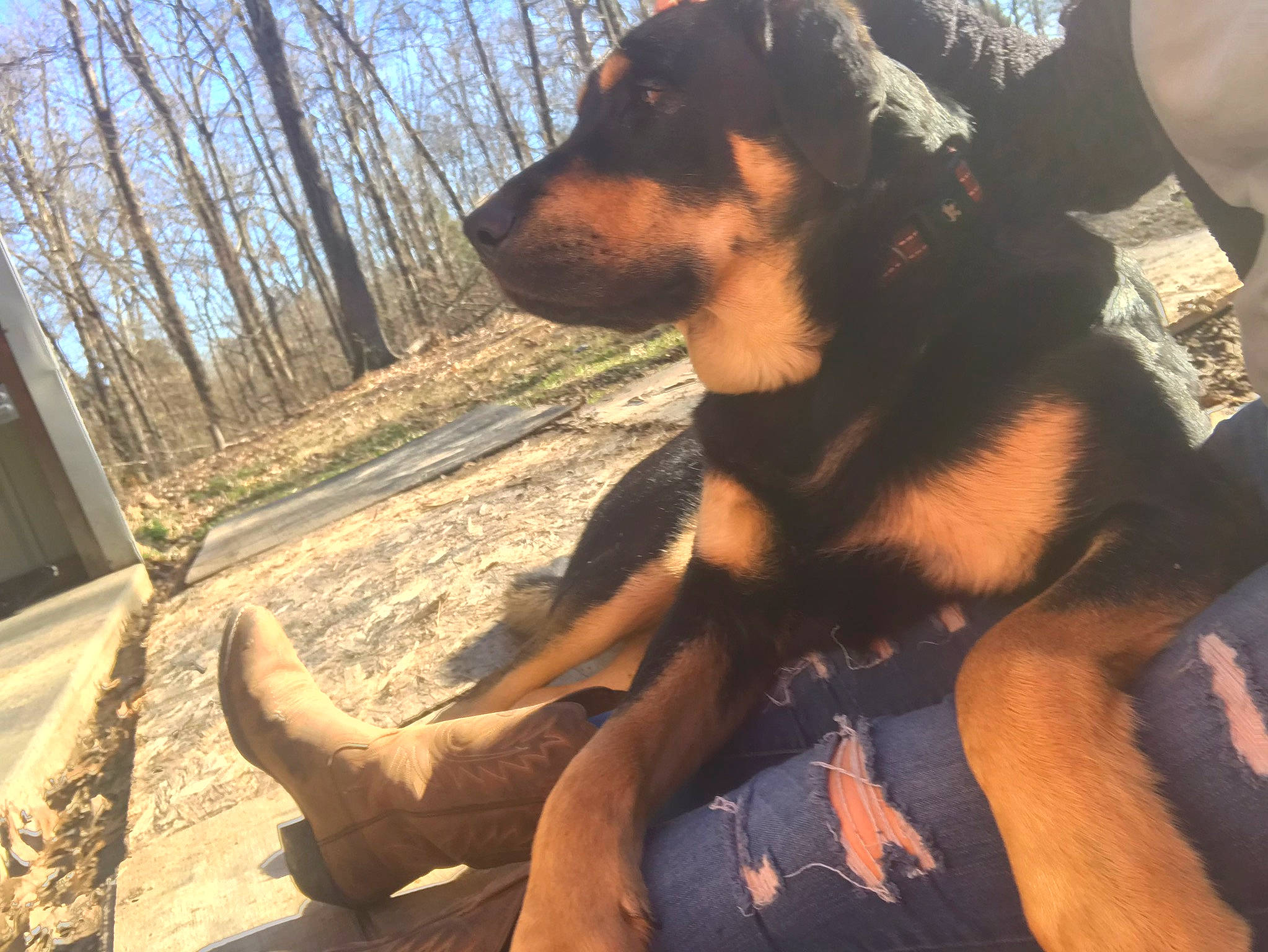 Sansa is registered to the contest to win money with this photo: beauceron, black_and_tan_terrier, canidae, carnivore, dog, dog_breed, fawn, german_pinscher, guard_dog, huntaway, mammal, vertebrate