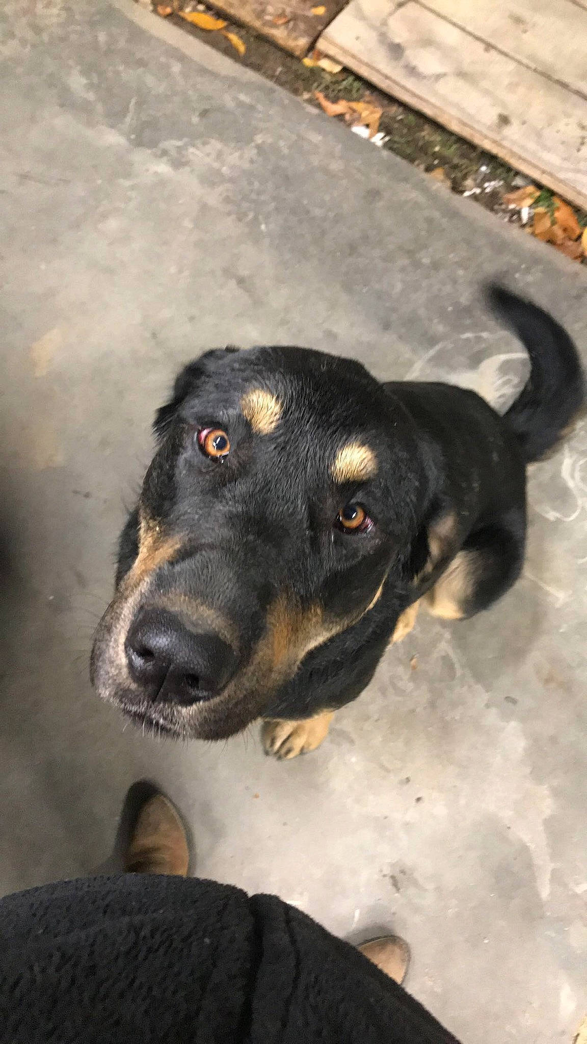 Sansa is registered to the contest to win money with this photo: canidae, carnivore, dog, dog_breed, fawn, huntaway, hunting_dog, mountain_cur, rottweiler, snout, sporting_group, street_dog