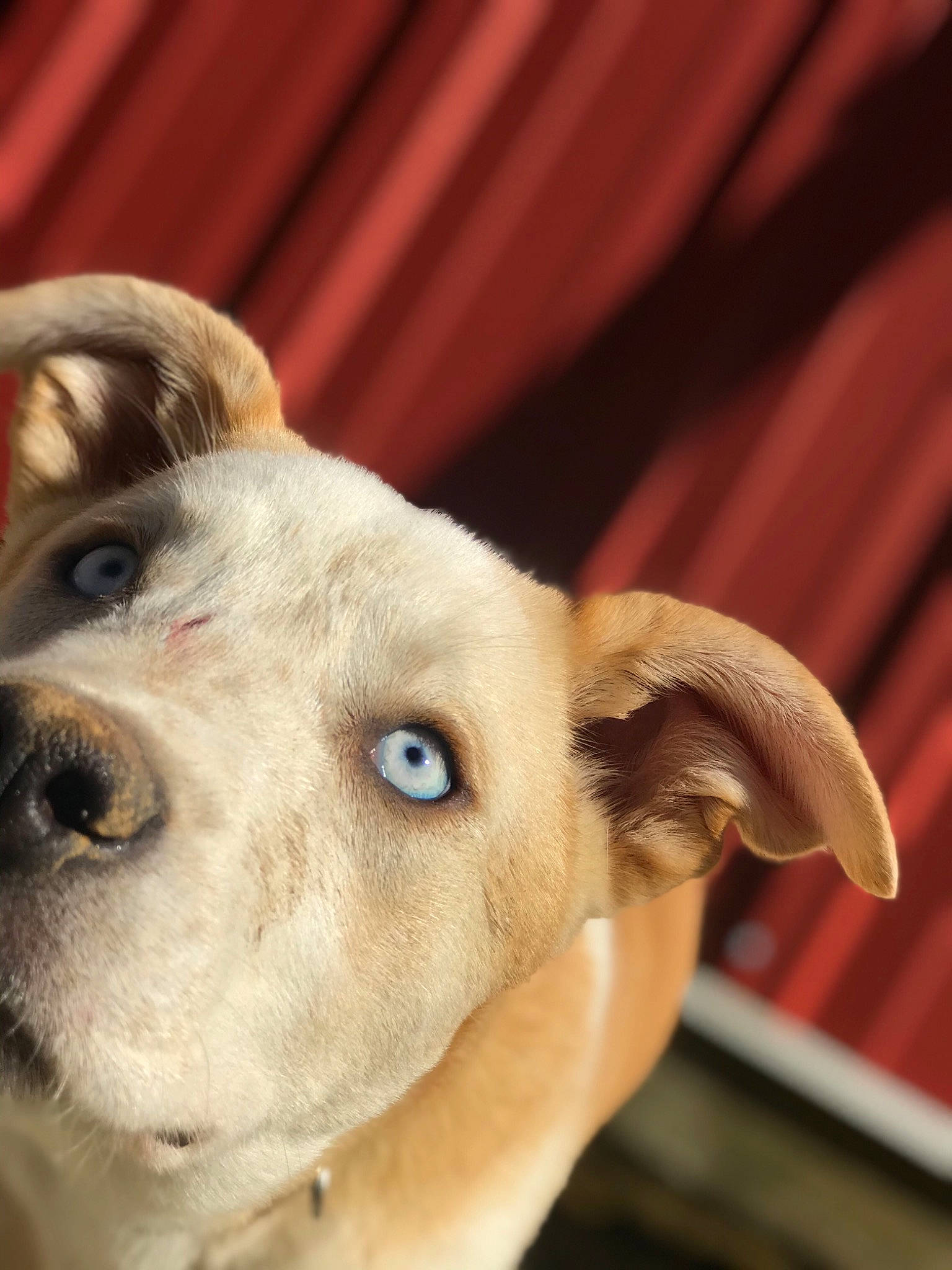 Nova is registered to the contest to win money with this photo: canidae, carnivore, close_up, companion_dog, dog, dog_breed, ear, eye, fawn, fur, mammal, nose, puppy, puppy_love, rare_breed_dog, snout, sporting_group, whiskers