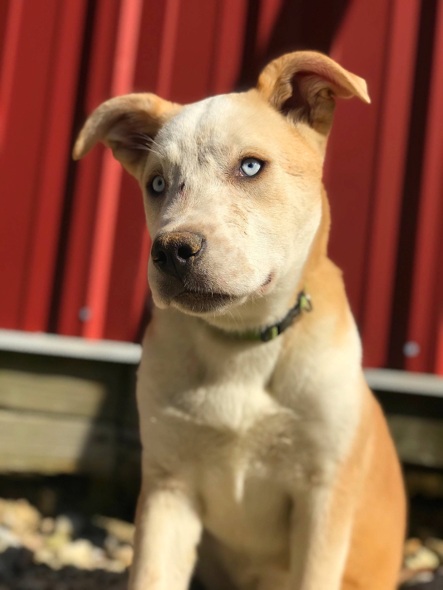 Nova joined the competition — help win amazing prizes! american_pit_bull_terrier, american_staffordshire_terrier, canidae, carnivore, catahoula_bulldog, companion_dog, dog, dog_breed, fawn, mammal, non_sporting_group, pit_bull, potcake_dog, puppy, rare_breed_dog, snout, sporting_group, vertebrate, whiskers