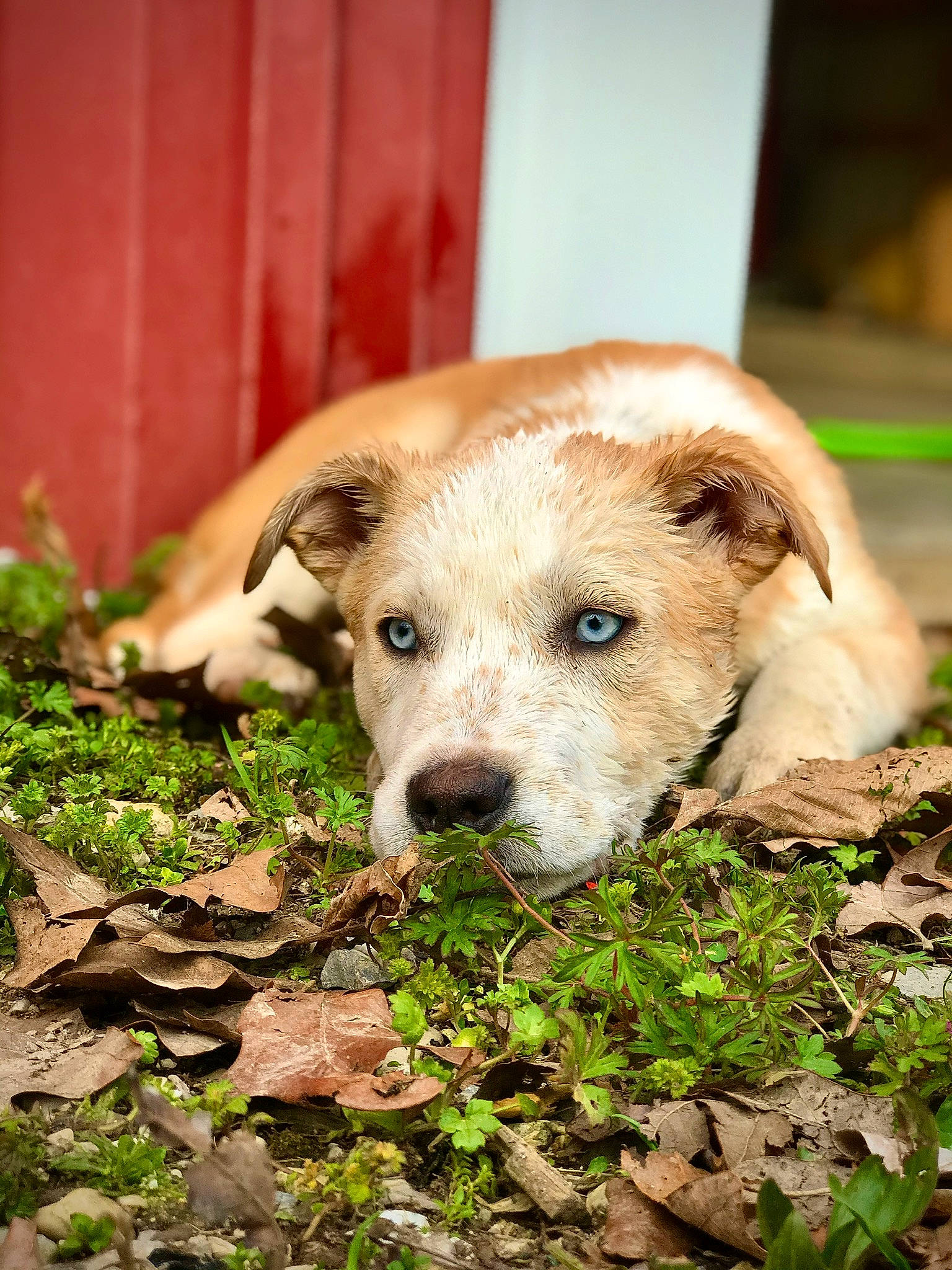 Nova is registered to the contest to win money with this photo: canidae, carnivore, companion_dog, dog, dog_breed, eye, fawn, grass, mammal, potcake_dog, puppy, snout, sporting_group, street_dog