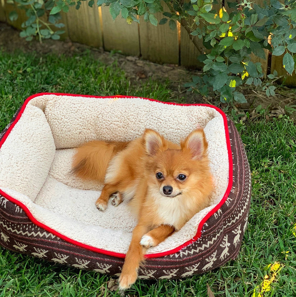 Nugget is registered to the contest to win money with this photo: canidae, carnivore, companion_dog, dog, dog_breed, fawn, finnish_spitz, german_spitz, german_spitz_klein, german_spitz_mittel, mammal, non_sporting_group, pembroke_welsh_corgi, pomeranian, puppy, spitz, sporting_group, toy_dog, vertebrate, volpino_italiano