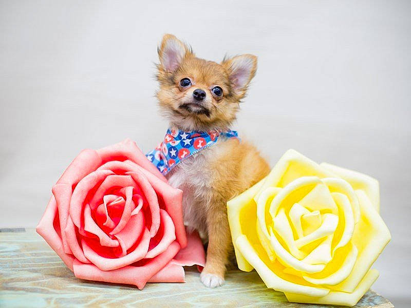 Nugget joined the competition — help win amazing prizes! canidae, carnivore, chihuahua, companion_dog, dog, dog_breed, dog_clothes, dog_supply, fawn, mammal, pink, plant, pomeranian, puppy, puppy_love, spitz, toy_dog