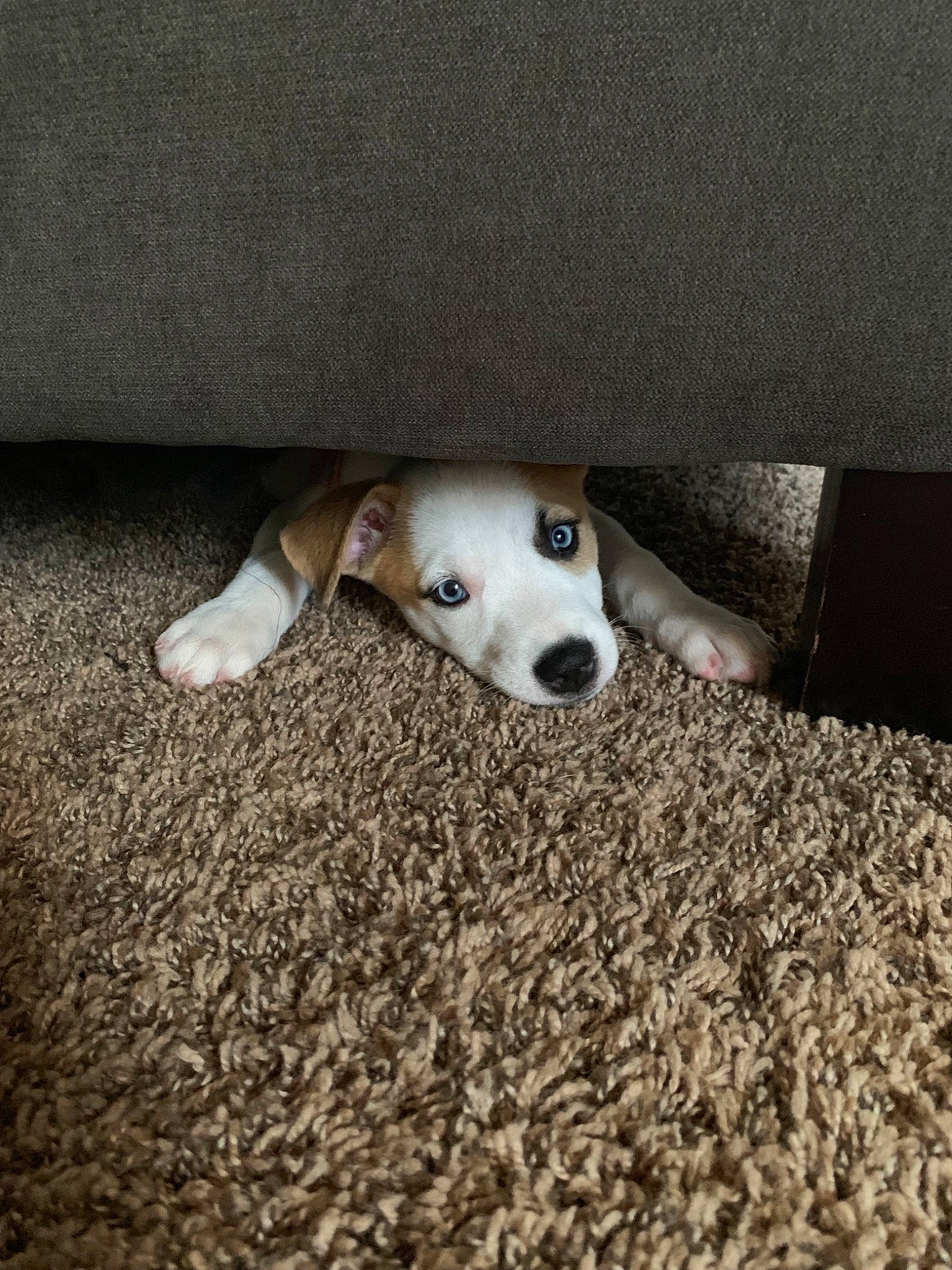 Mia is registered to the contest to win money with this photo: canidae, carnivore, companion_dog, dog, dog_breed, fawn, floor, italian_greyhound, lurcher, mammal, puppy, sporting_group, whippet